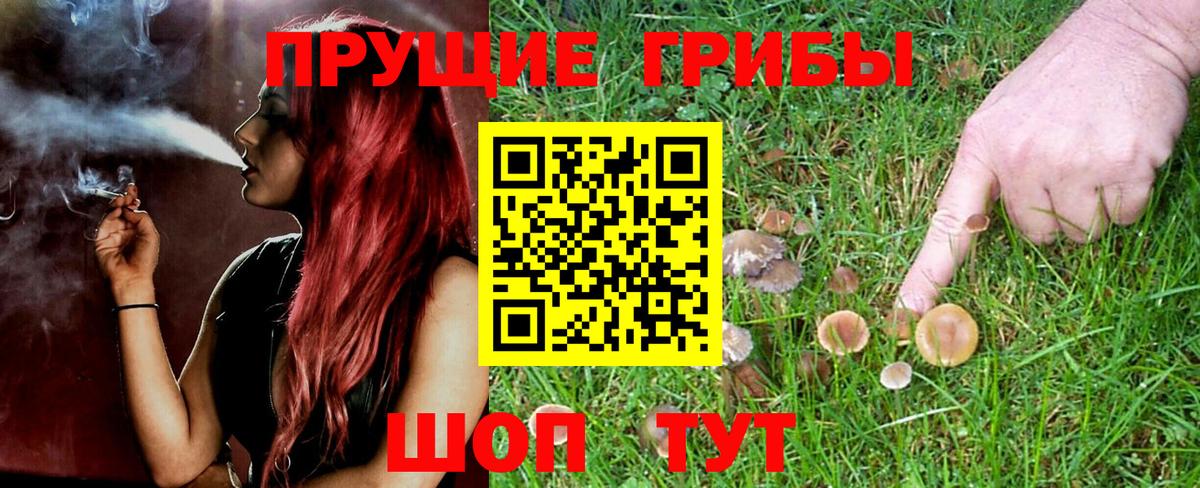 Псилоцибиновые грибы MAGIC MUSHROOMS  Вход с VPN  где найти наркотики  Славгород 